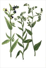 Buglossum angustifolium flore albo and Buglossum vulgare and Buglossum vulgare flore albo