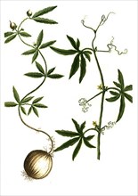 Bryonia sideritidis folio flore caeruleo and Bryonia ceylanica foliis profunde laciniatis