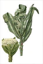 Cauliflora