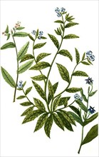 Borrago cretica and Borrago angustifolia and Borrago verrucosa minor