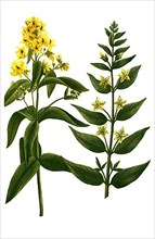 Variants of the plant genus mullein