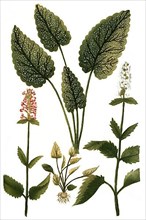 Betonica flore albo and Betonica officinalis