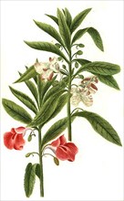 Balsamina foemina flore rubro