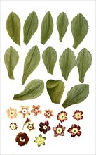 Variants of the least primrose