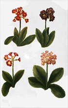 Variants of the least primrose