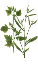 Atriplex sylvestris folio sinuato and Atriplex sylvestris angustifolia