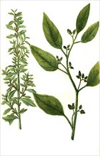 Atriplex seu blitum polyspermon dictum and Atriplex sylvestris angustifolia
