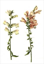 Antirrjinum majus flore albo