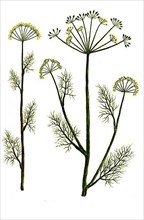 Anethum and Anethum pernambuccanum
