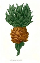 Pineapple corona