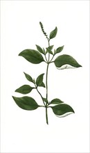 Amarantus spica herbacea