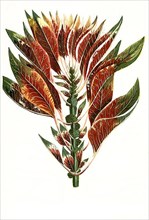 Tricolor luteus ruber virdis
