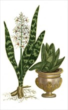 Aloe granensis radice genculata
