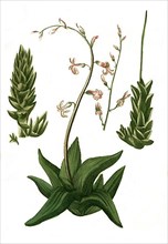 Aloe americana hyacinthi flore