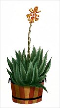Aloe africana spinis rubris ornata
