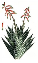 Aloe africana humilis folio albo et viridi variegato