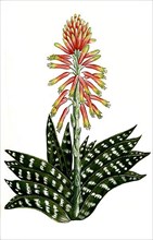 Aloe africana serrata humilis folio ex albo et viridi variega