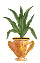 Aloe tuberosa levis