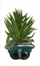Aloe purpurea levis