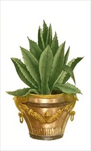 Aloe americana minor