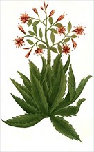 Aloe serrata major umbellifera