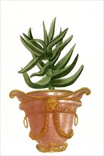 Aloe africana perfoliata glaua non spinosa
