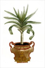 Aloe africana montana arborescens non spinosa