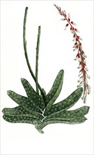 Aloe africana maculata flore rubro secunda