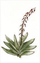 Aloe africana folio latiore maculis et verrucis albicantibus