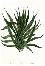 Aloe americana century plant