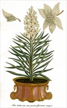 Aloe tuberosa