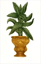 Aloe africana caulescens