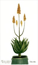 Aloe vera vulgaris