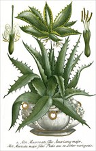 Aloe mucronato folio americana