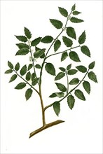 Alcanna major latifolia