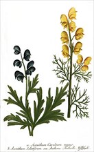 Aconithum coeruleum majus and Aconithum salutifernum