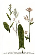 Acetosa pratensis and Acetosa hispanica foliu longissimis