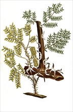 Acacia rotundifolia spinosissima and Acacia americana cornigera