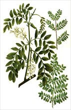 Acacia americana sylvestris and Acacia americana robini