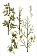 Acacia seu Prunus sylvestris