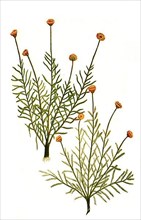 Abrotanum lisitanicum rorismarini folio and Abrotanum lusitanucom alterum