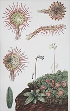 Common sundew