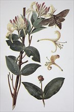 Forest honeysuckle