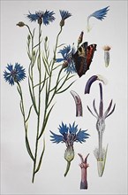 Cornflower