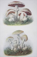 Top: Meadow mushroom