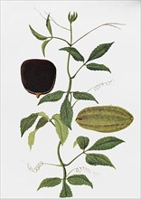 Telfairia occidentalis is a useful plant from tropical West Africa
