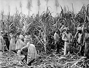 Workers on the sugar cane plantations