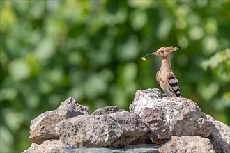 Eurasian Hoopoe