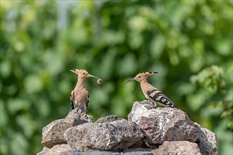 Eurasian Hoopoe