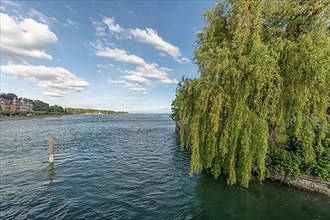 Large weeping willow on shores of Lake Constance in spring. Constance
